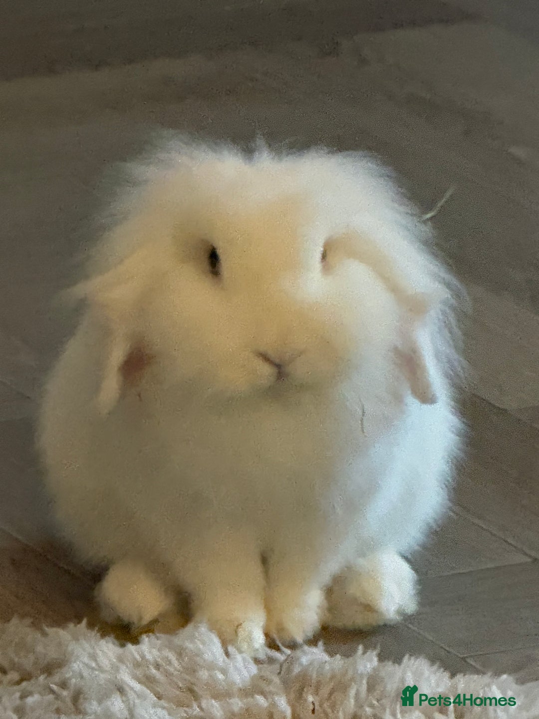 Mixed Breed rabbits for sale: Male and female Rabbits - Advert 1