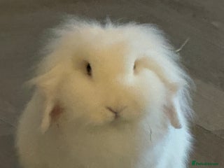 Mixed Breed rabbits Male and female Rabbits - Advert 1