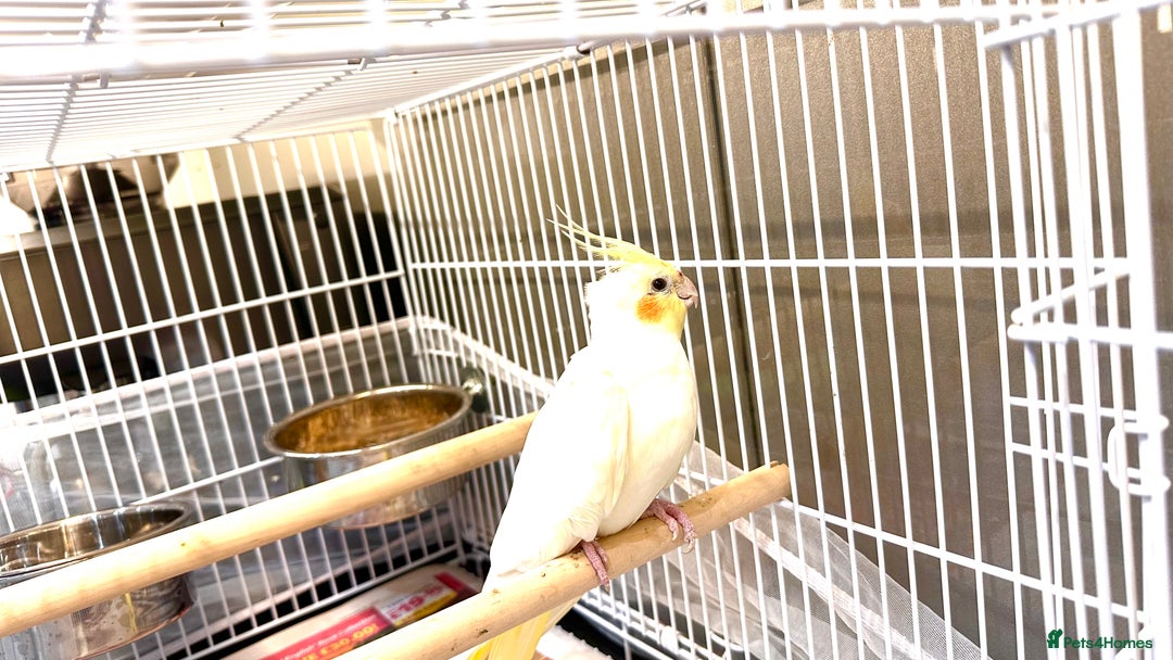 Cockatiels birds for sale: Lovely cockatiel looking for new home  - Image 2