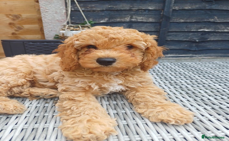 Cavapoo dogs - Advert 9