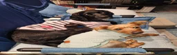 Yorkshire Terrier dogs for sale: Theodore (theo) in Hereford - Advert 1