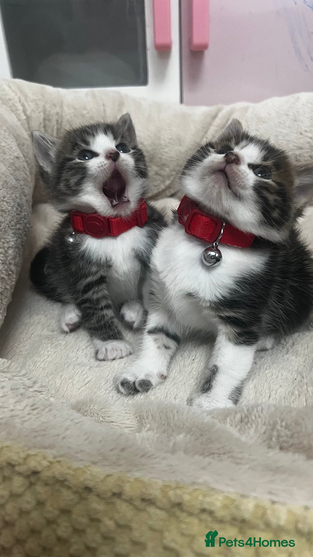 Bengal cats for sale: Beautiful bengals litter of 7😍 - Advert 18