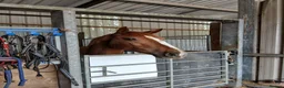 Irish Sports horses for sale: Super talented sport horse in Hereford - Advert 5
