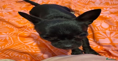 Chihuahua dogs - Advert 3