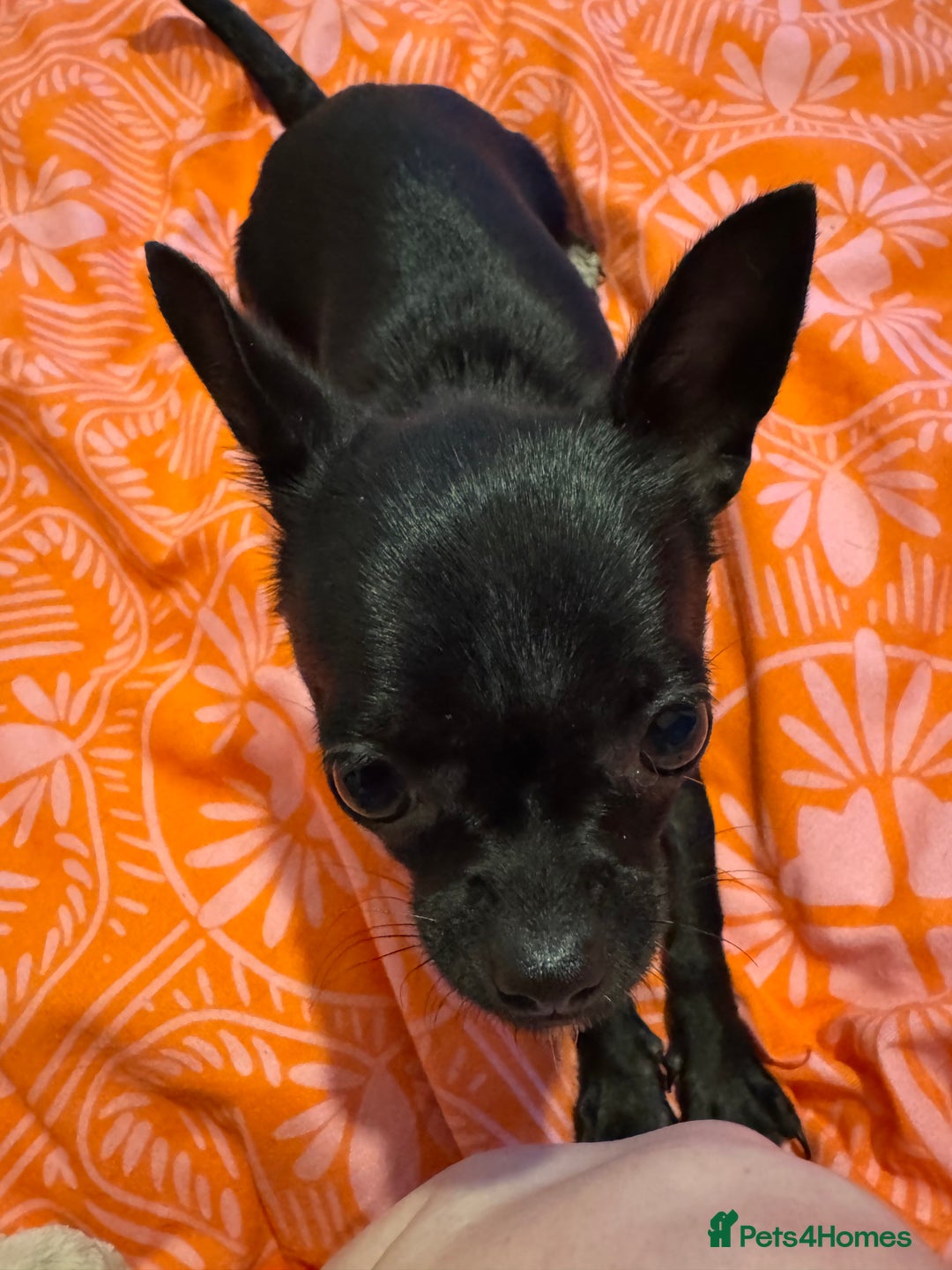 Chihuahua dogs for sale: Stunning absolutely stunning female chihuahua  - Image 4
