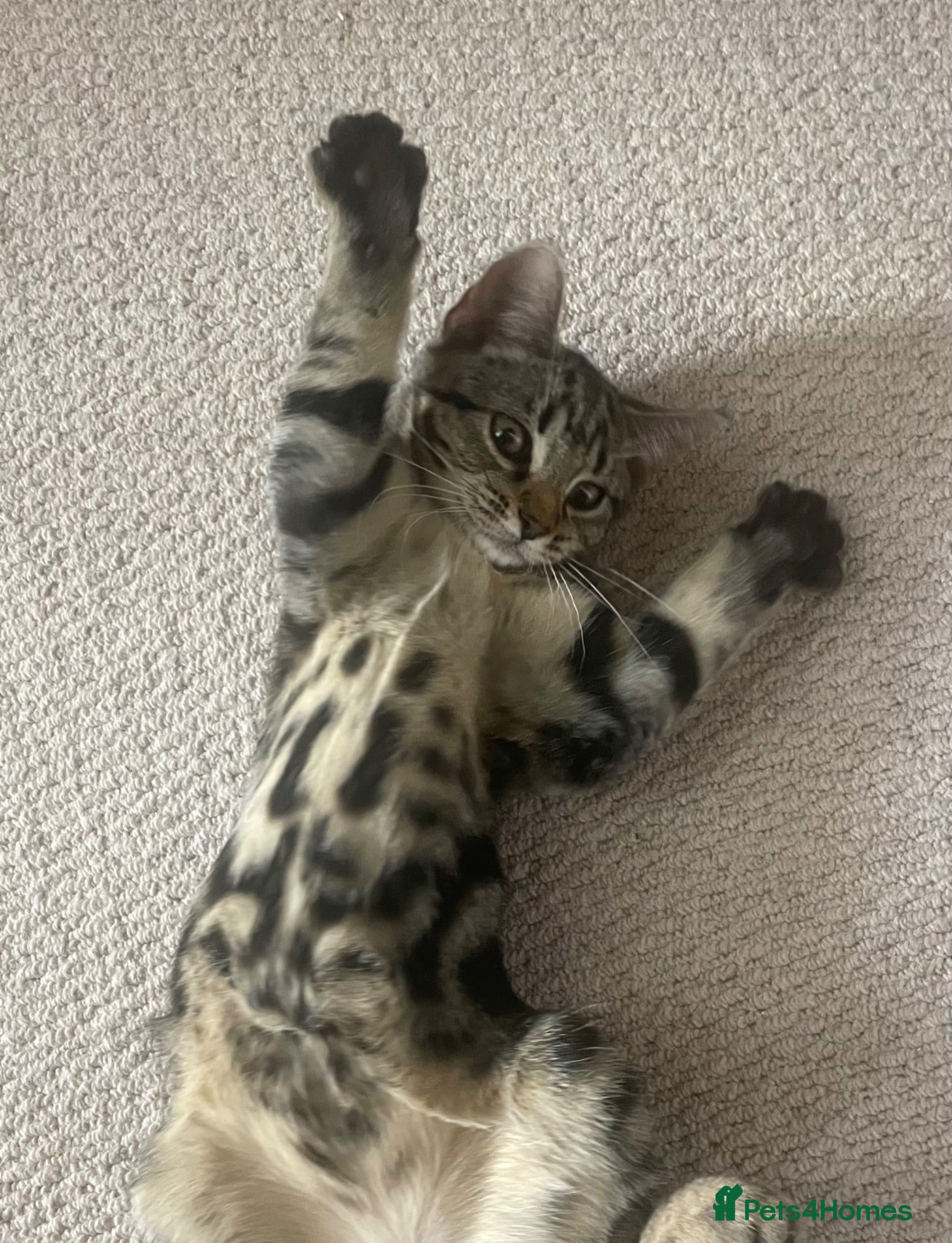 Mixed Breed cats Kittens looking for a new home 🐱 - Advert 1
