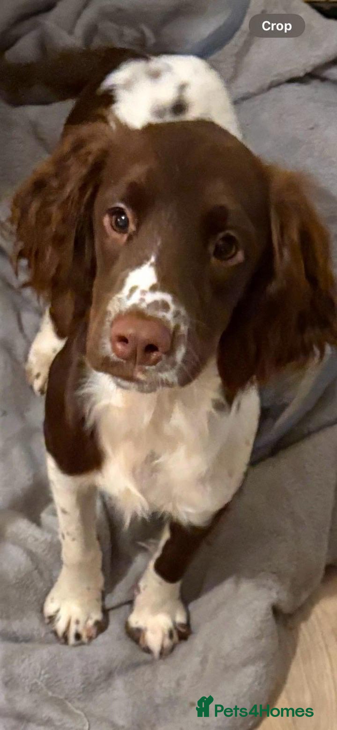 English Springer Spaniel dogs for sale: Two female pups left from a litter of 10 - Advert 4