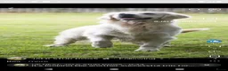 Golden Retriever dogs for sale: STUNNING SHOW LINE GOLDEN RETRIEVER PUPPIES - Advert 13