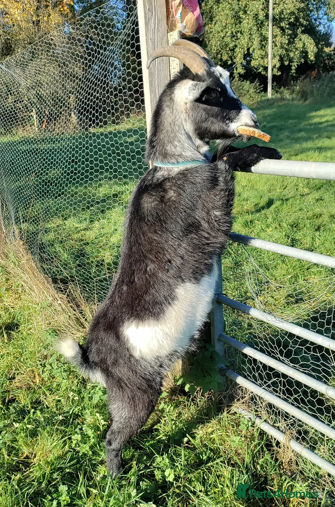 Goats livestock for sale: Pigmy goat - Advert 3