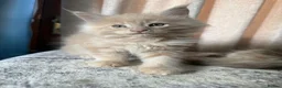 Maine Coon cats for sale: We have a beautiful set of main coon kittens  in Buckingham - Advert 12
