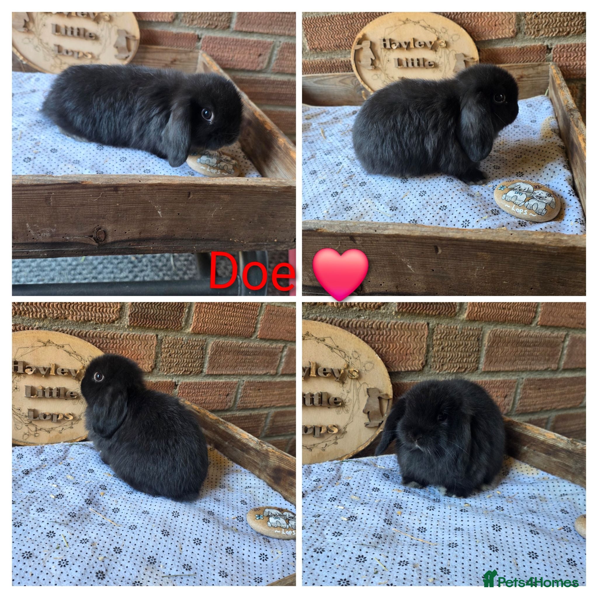 Mini Lop rabbits READY NOW Gorgeous pure breed mini lops  - Advert 2