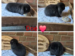 Mini Lop rabbits READY NOW Gorgeous pure breed mini lops - Advert 13