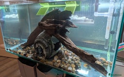 Turtle reptiles for sale: Three turtles with the entire set u+loads of extra - Image 8