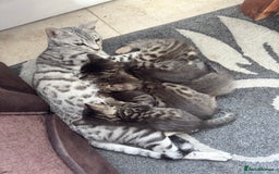 Bengal cats for sale: 2 stunning bengal kittens looking for their home - Image 9
