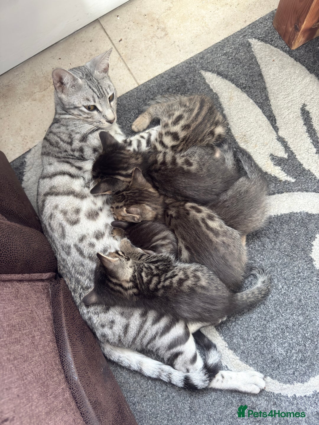 Bengal cats for sale: 2 stunning bengal kittens looking for their home - Image 9