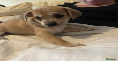 Mixed Breed dogs - Advert 1
