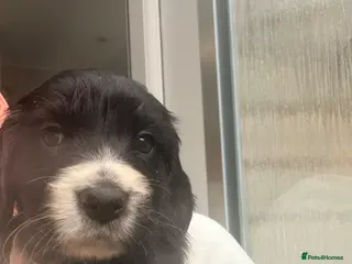 Cocker Spaniel dogs Cocker spaniel puppy’s - Advert 2