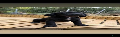 Springador 1