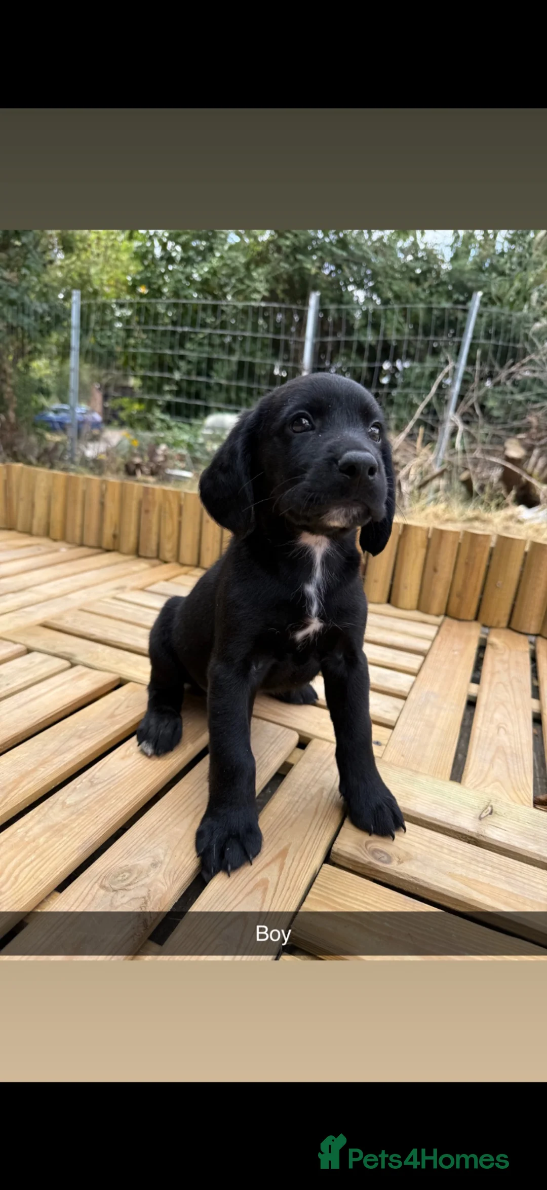 Springador dogs for sale: Springador puppy’s 3 boys 5 girls  - Advert 9