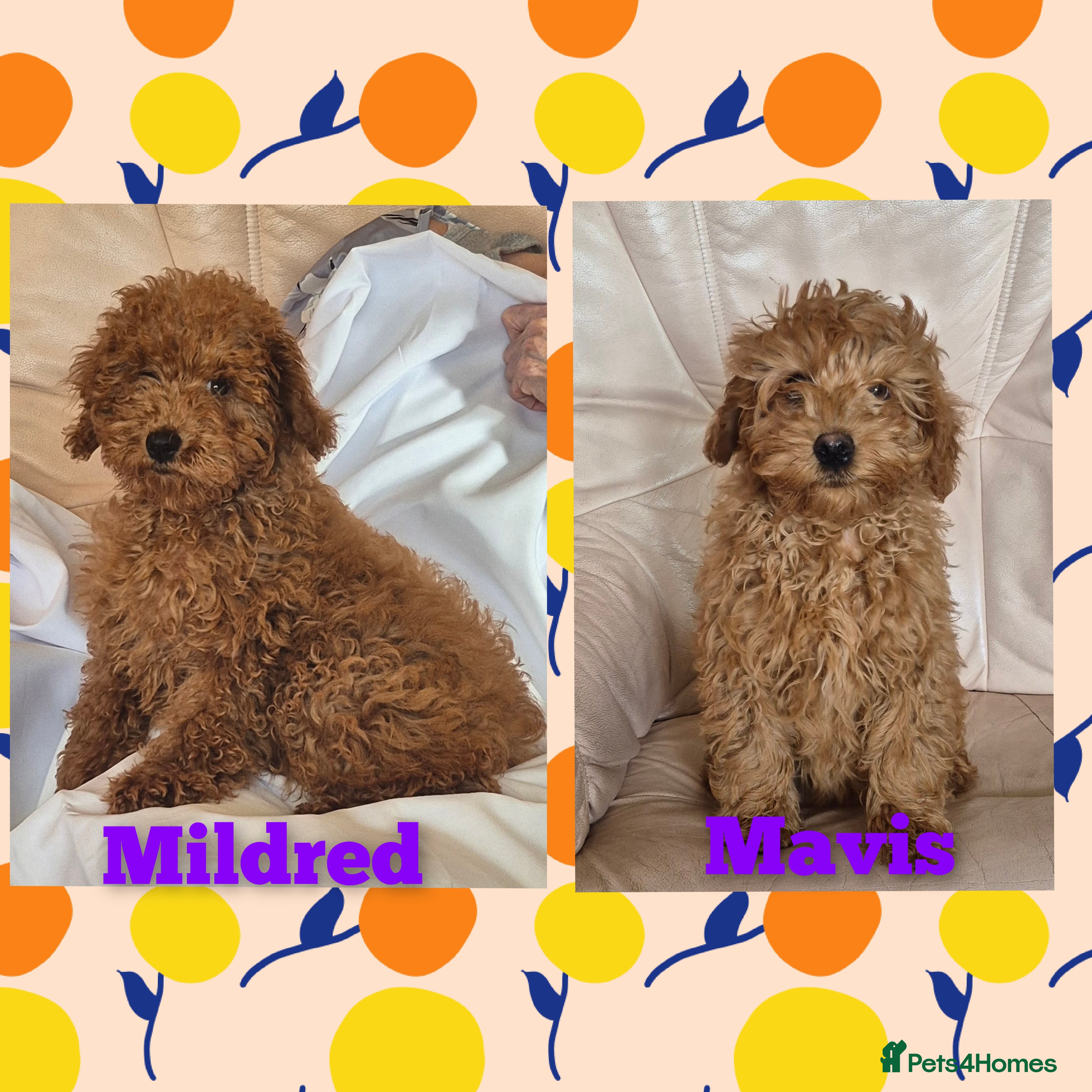 Cavapoo dogs 2 outstanding deep red Cavapoo puppies available  - Advert 1