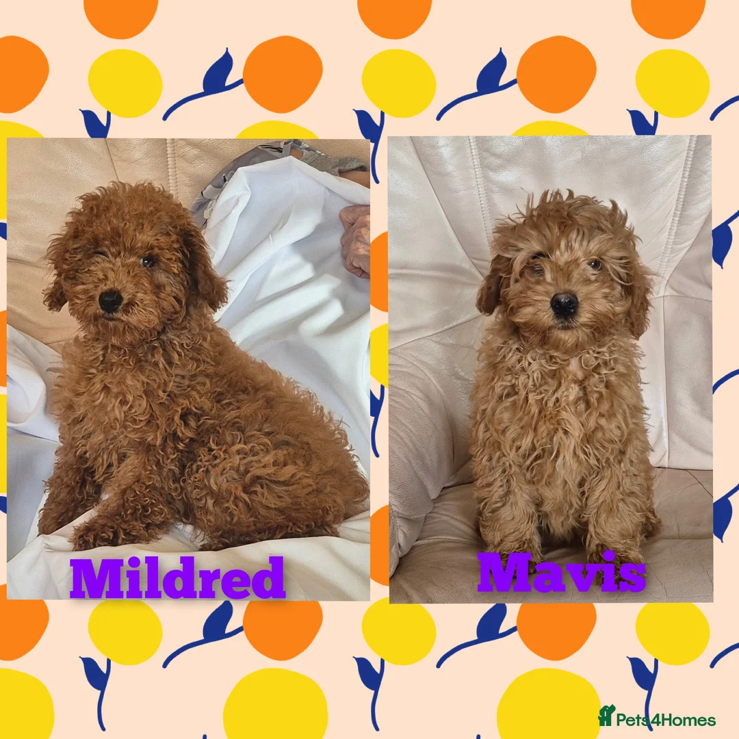 Cavapoo dogs for sale: 2 outstanding deep red Cavapoo puppies available  - Advert 1