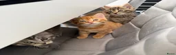Mixed Breed cats for sale: Ragdoll x Siberian mix kittens  in Peacehaven - Advert 6