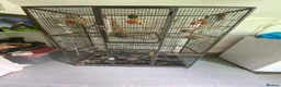 Budgerigars birds for sale: 2 Budgies for sale  in Horsham - Advert 1