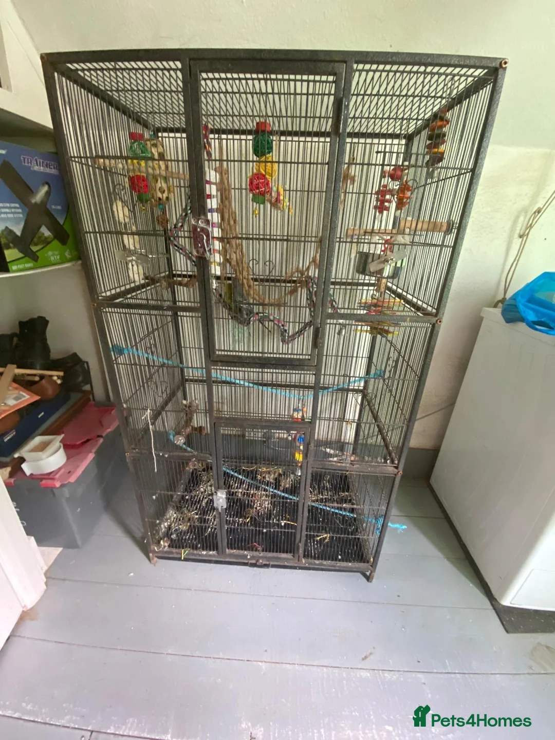 Budgerigars birds for sale: 2 Budgies for sale  in Horsham - Advert 1