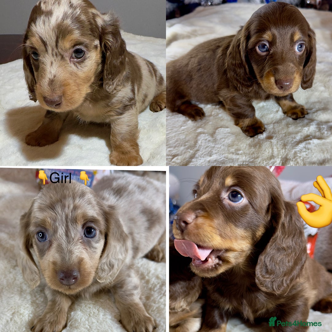 Miniature Dachshund dogs for sale: Dachshund miniature long hair - Advert 2