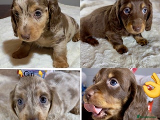 Miniature Dachshund dogs Dachshund miniature long hair - Advert 2