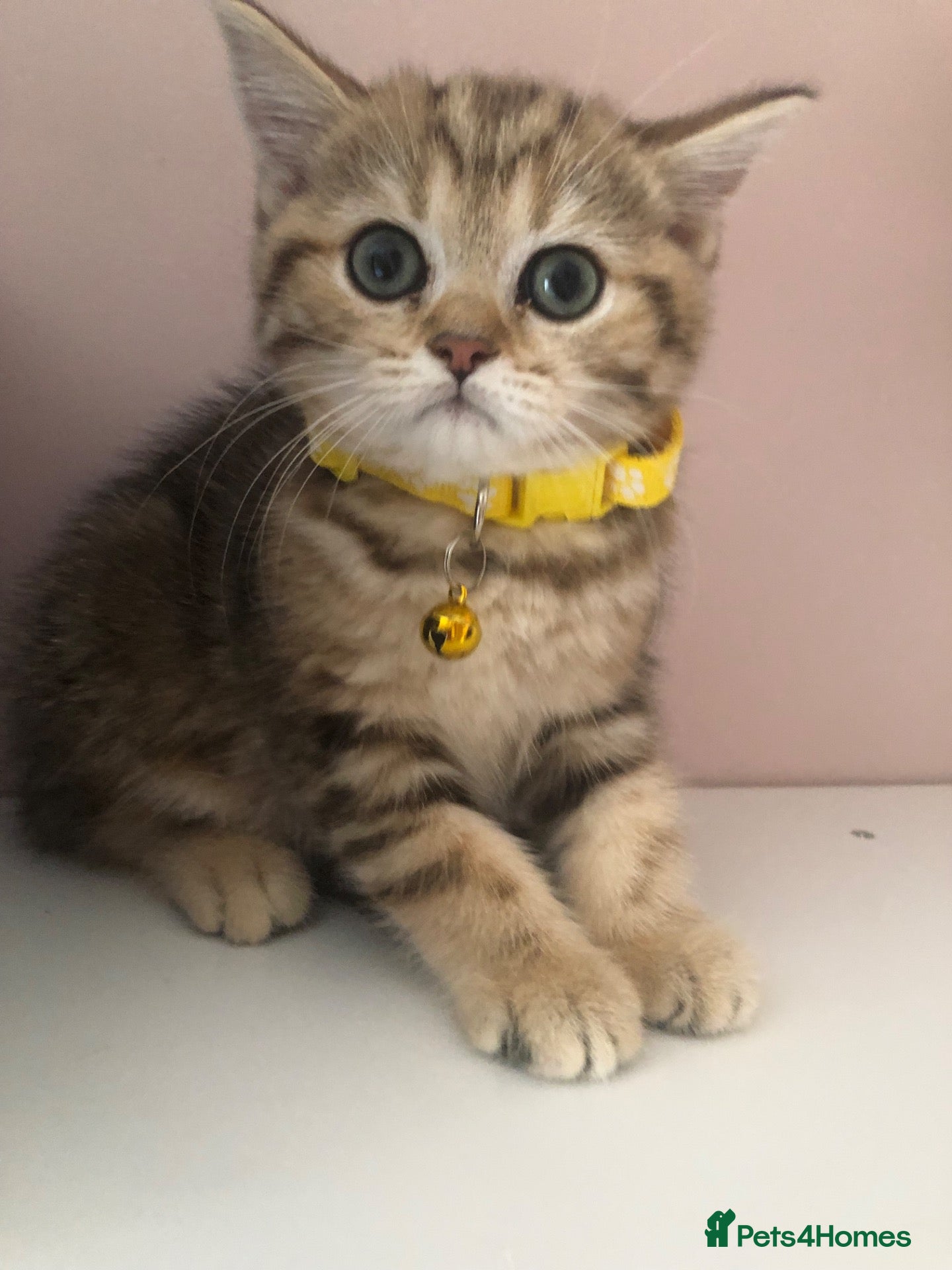 British Shorthair cats British shorthair kittens  - Advert 10