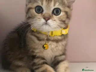 British Shorthair cats British shorthair kittens - Advert 10