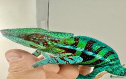 Chameleon reptiles for sale: Ambanja panther chameleon PURPLE  - Image 10