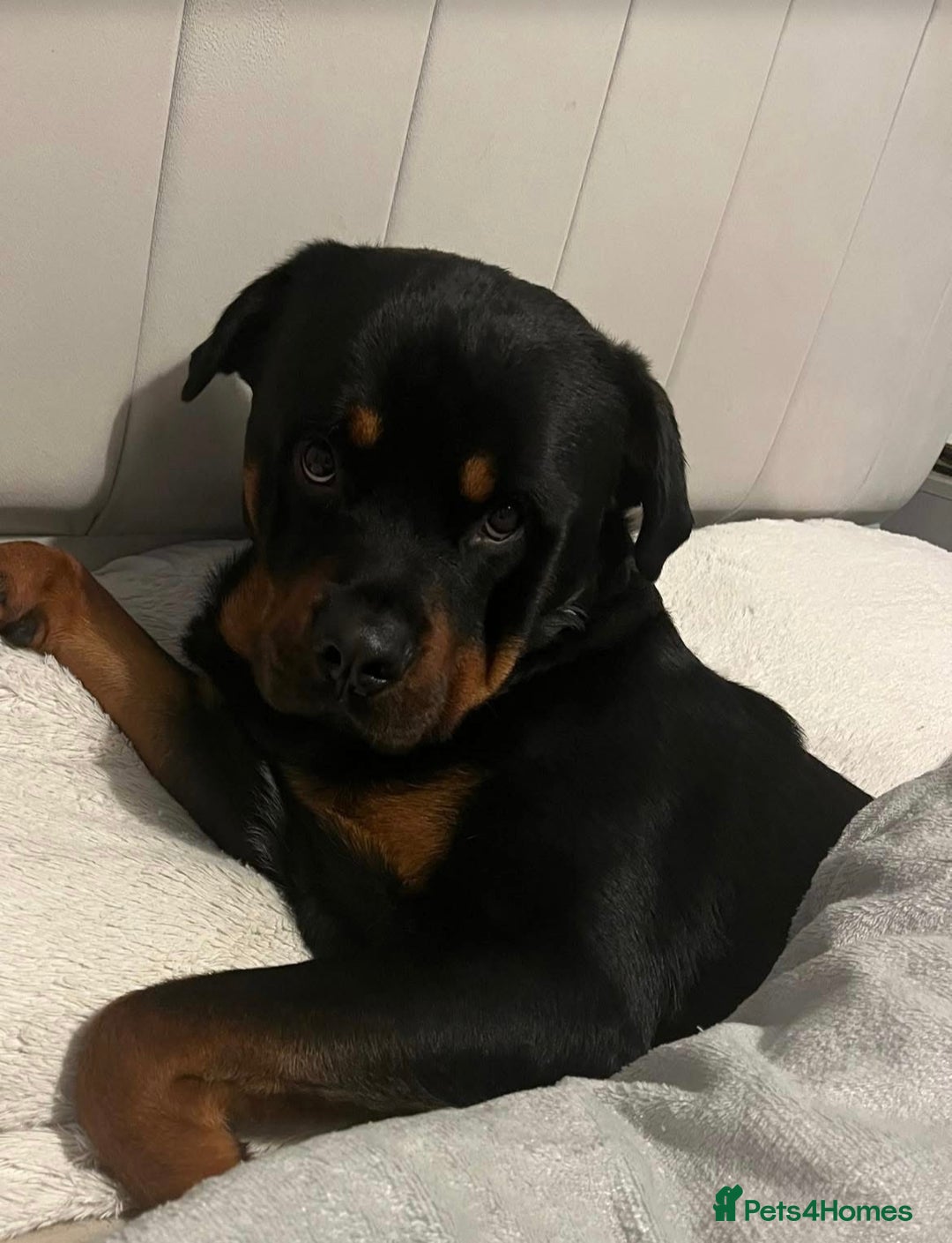 Rottweiler dogs for sale: 2 year old male Rottweiler rocco - Image 1