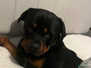 Rottweiler dogs 2 year old male Rottweiler rocco - Advert 15