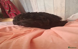 Sproodle dogs for sale: 9 Month Sproodle Pup - Image 2