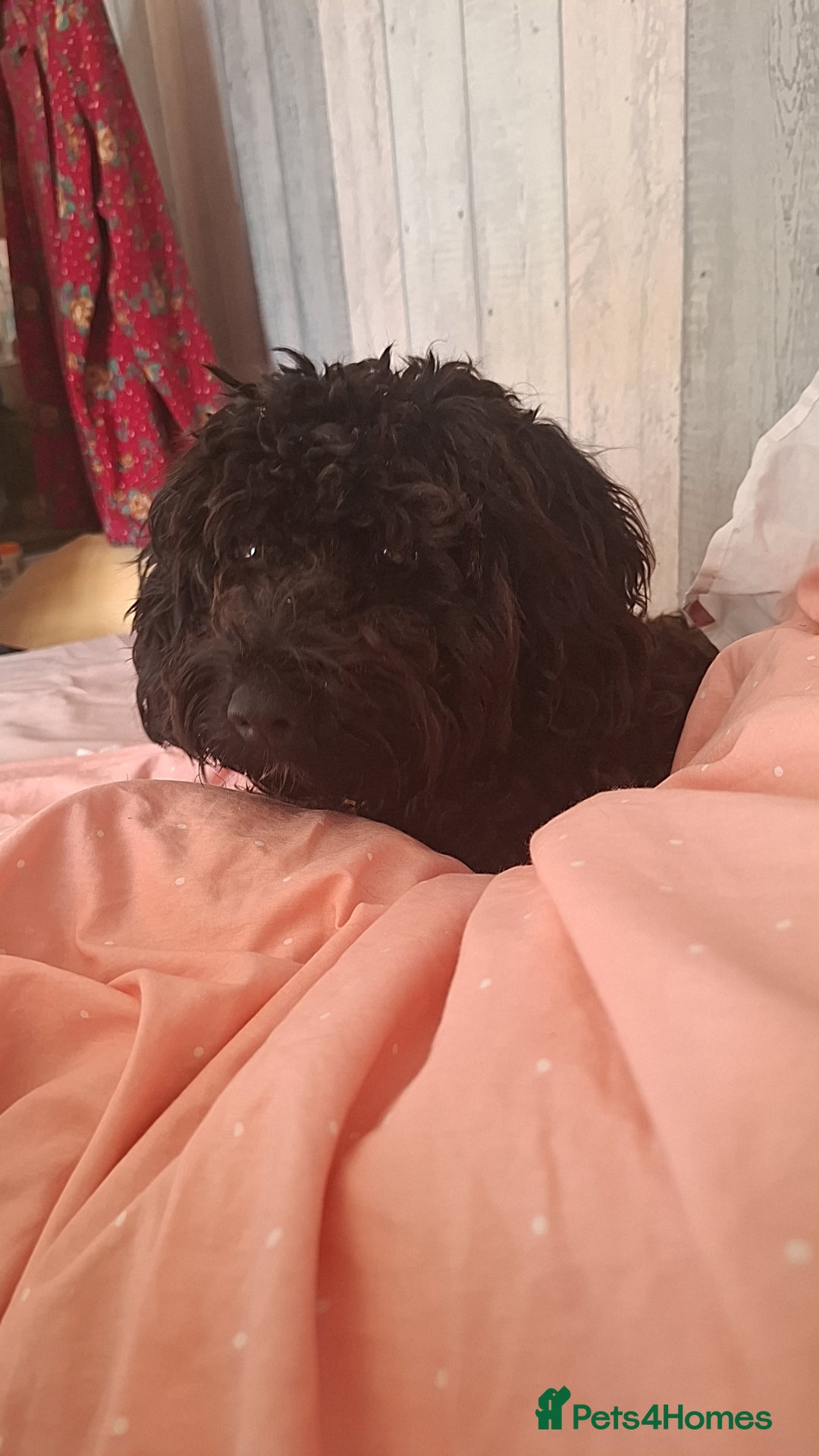 Sproodle dogs for sale: 9 Month Sproodle Pup - Image 2