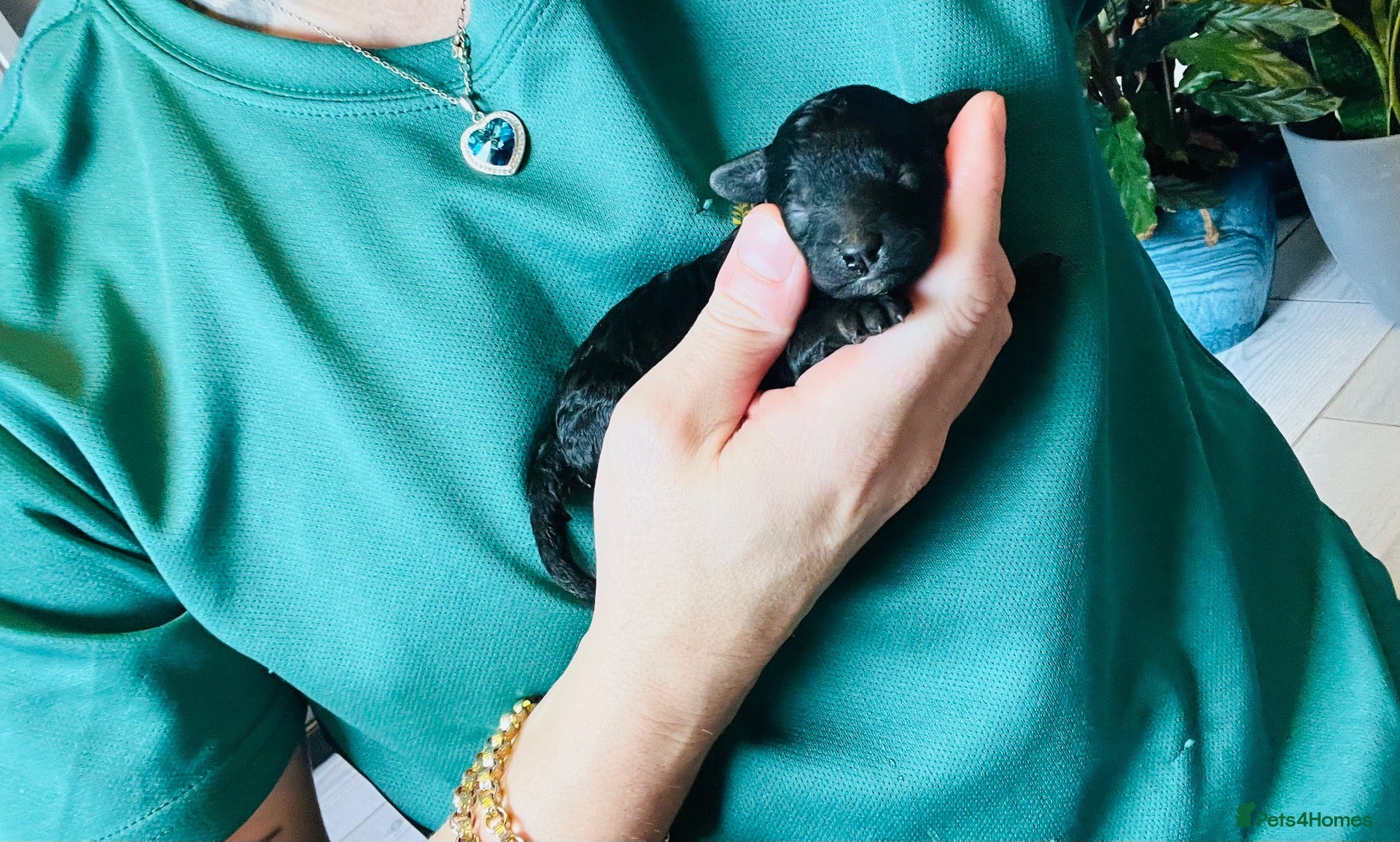 Miniature Poodle dogs 5 star Miniature poodle puppies  - Advert 2