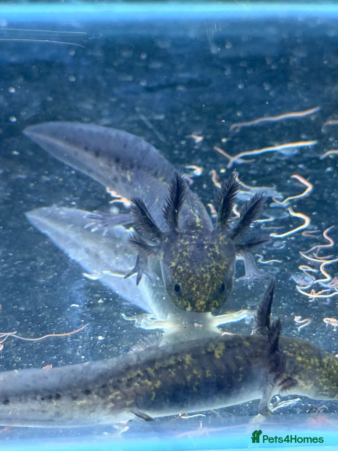 Axolotl reptiles for sale: Axolotl juveniles - Advert 2