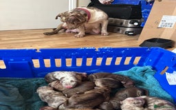 American Bulldog dogs for sale: Bully pups ready to go in 9 weeks - Image 3