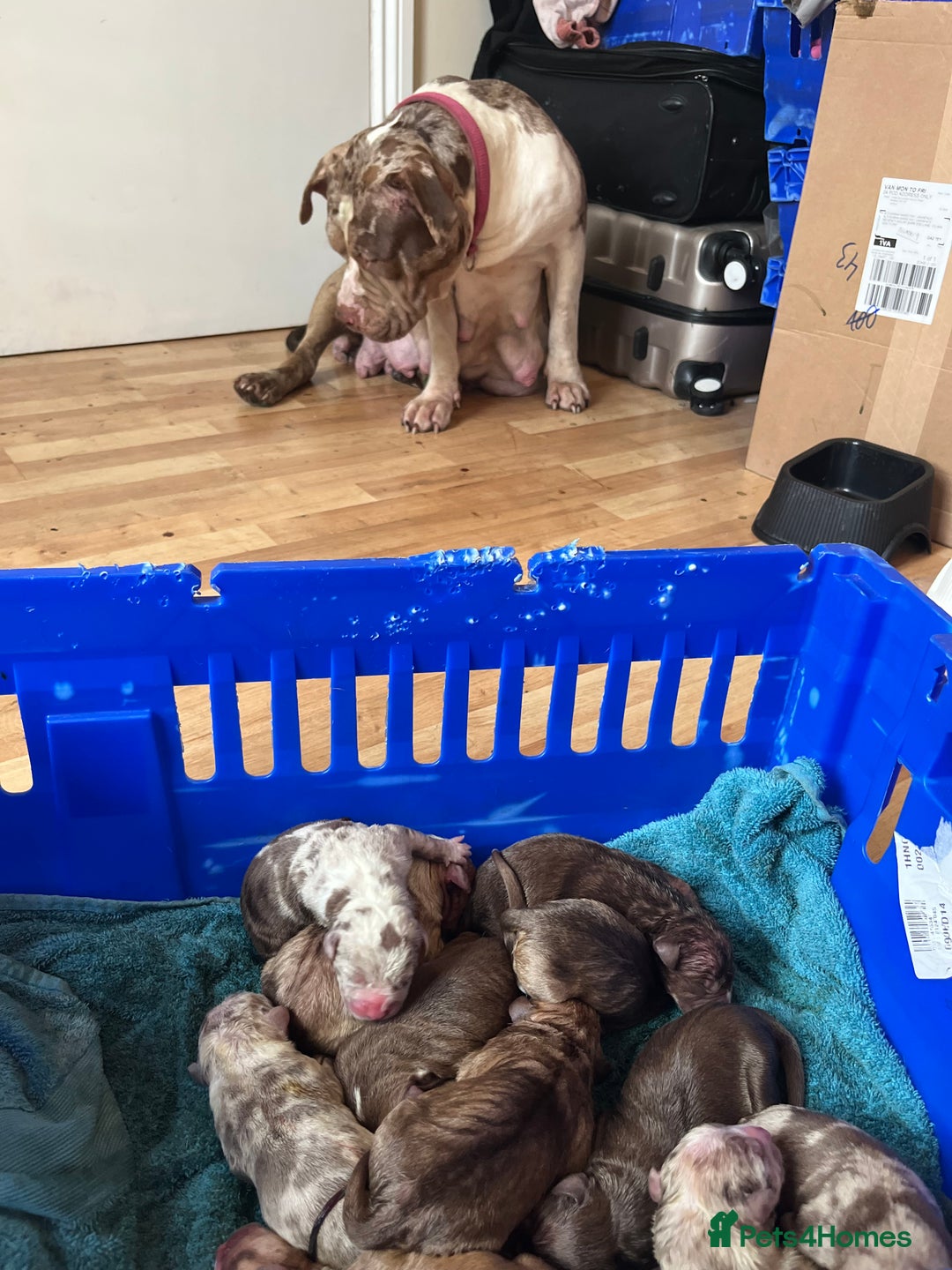 American Bulldog dogs for sale: Bully pups ready to go in 9 weeks - Image 3