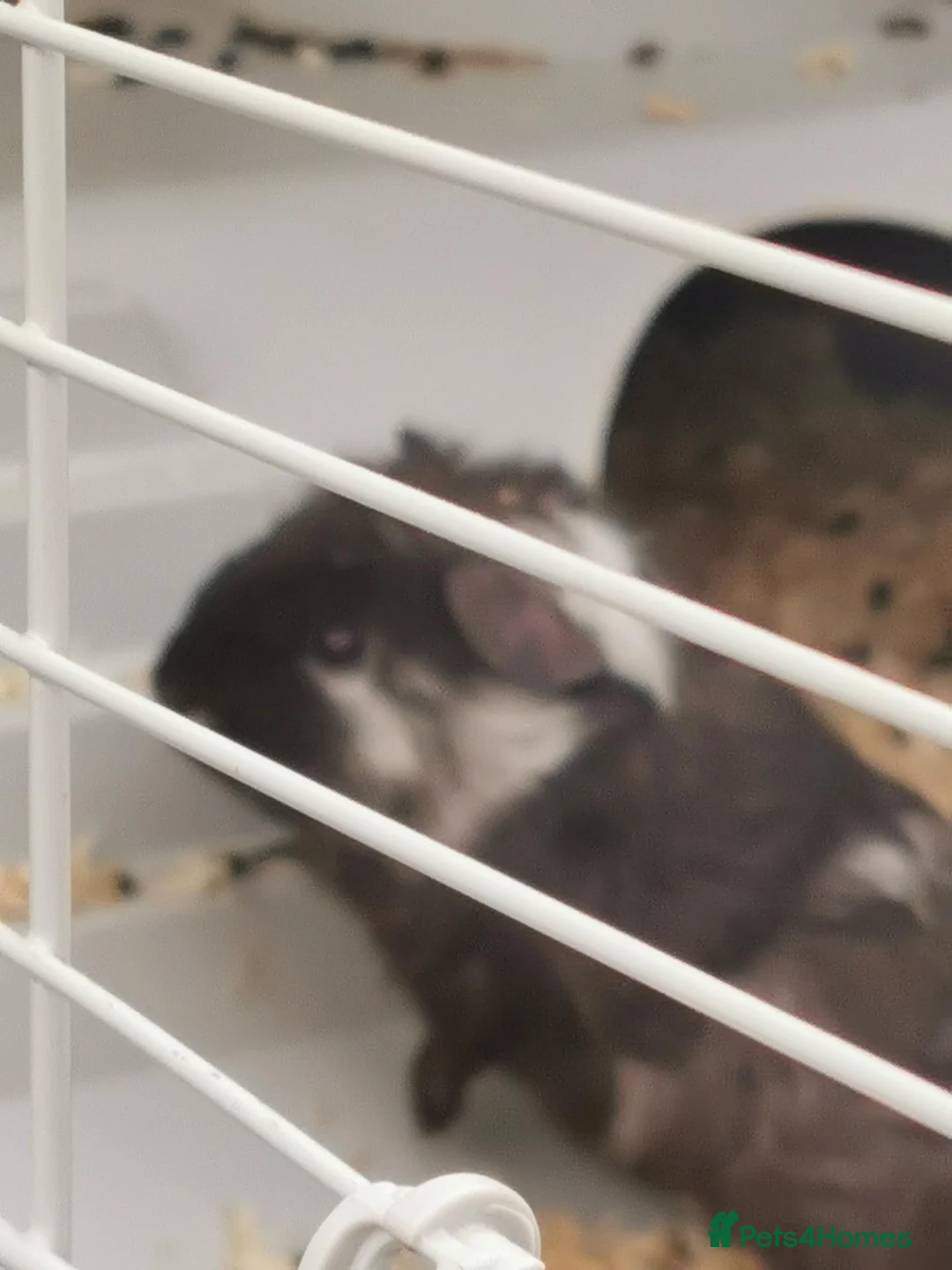 Guinea Pig rodents for sale: 2 bonded boys for sale in Rotherham - Advert 4