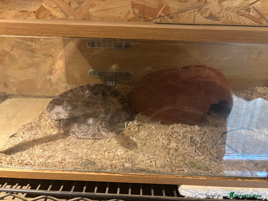 Corn Snake reptiles for sale: Adult female corn snake  - Image 3