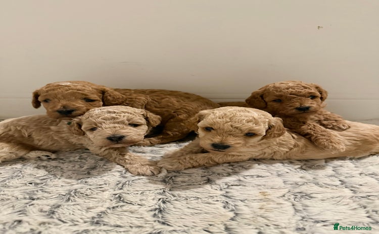 Poochon dogs Toy Poochons  - Advert 10