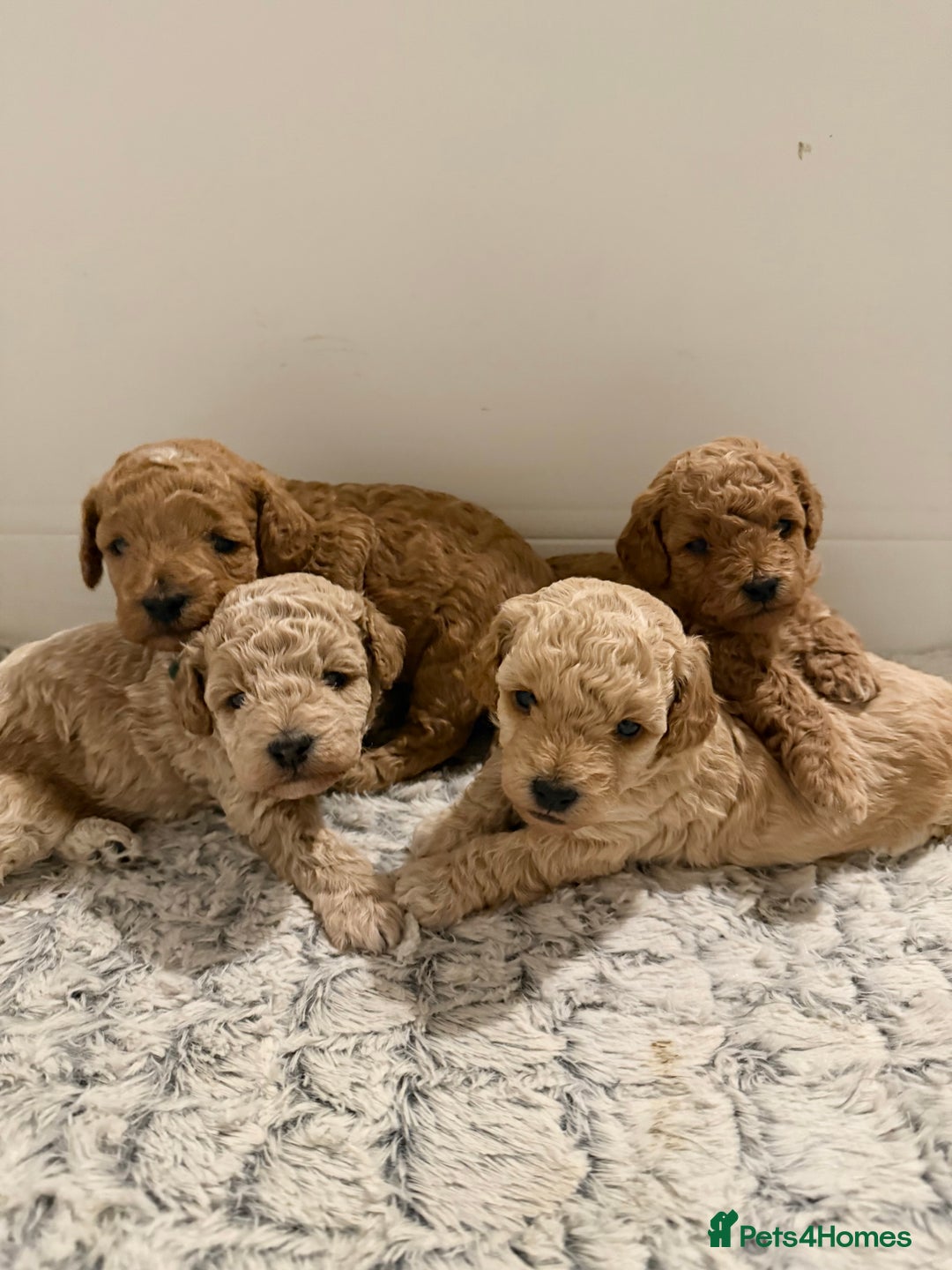 Poochon dogs for sale: Toy Poochons  - Advert 1