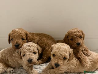 Poochon dogs Toy Poochons - Advert 17