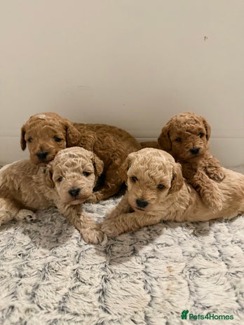 Poochon dogs Toy Poochons - Advert 2