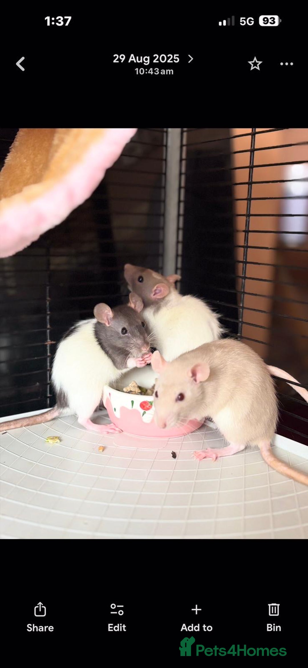 Rat rodents for sale: X3 female rats  - Advert 4