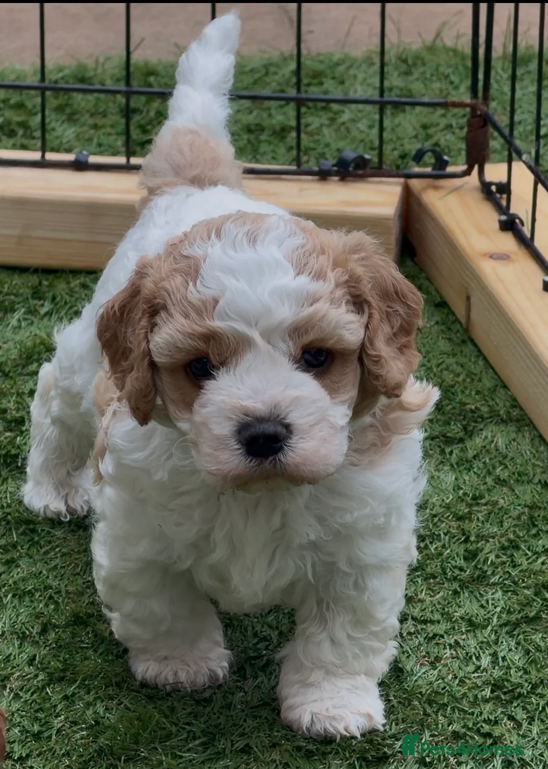 Cavapoochon dogs for sale: 2 Male Cavapoochon Puppies for sale!!! - Advert 12