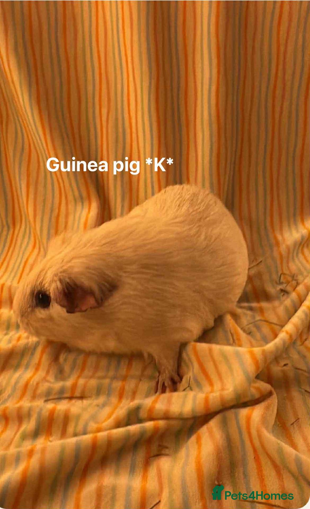 Guinea Pig rodents for sale: Mixed age female Guinea pigs for sale - Advert 10